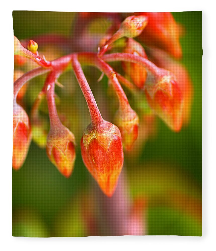 Succulent With Buds Fleece Blanket featuring the photograph Cotyledon Macrantha Succulent Buds by Joy Watson