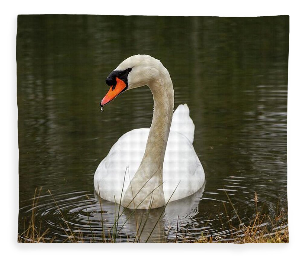Action Fleece Blanket featuring the photograph Coy Mute Swan by Liza Eckardt