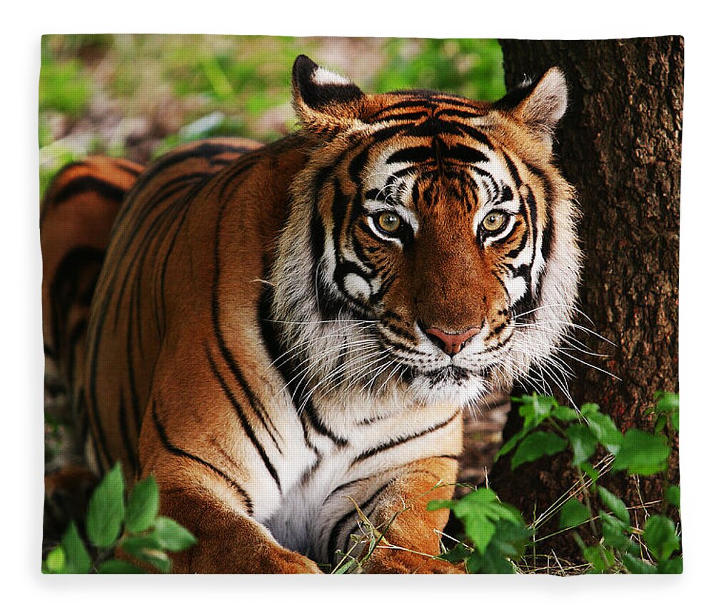 Tiger Fleece Blanket featuring the digital art Crouching Tiger by Brad Barton
