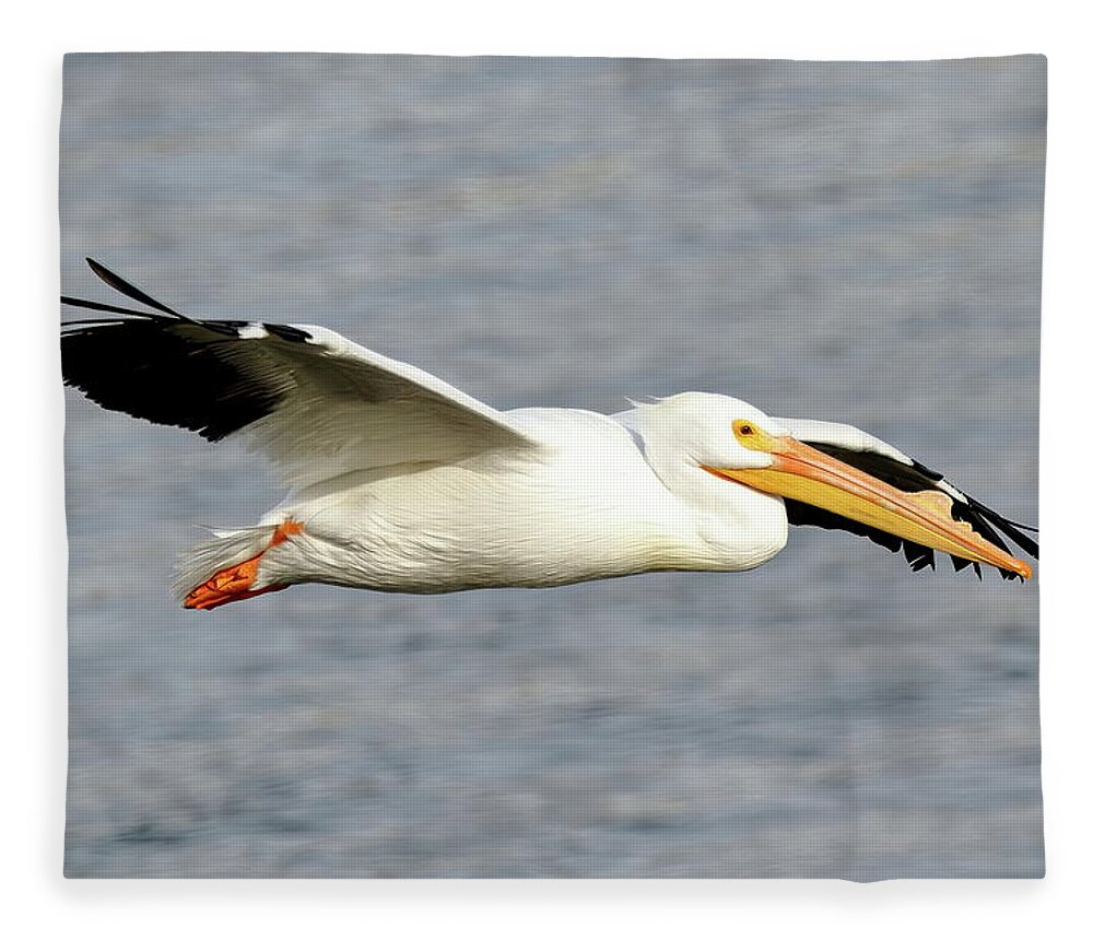 Pelicans Fleece Blanket featuring the photograph Cruising Along by Lens Art Photography By Larry Trager