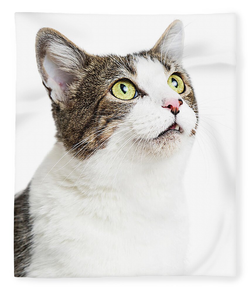 White Background Fleece Blanket featuring the photograph Curious Cat Close-up Looking Up by Good Focused