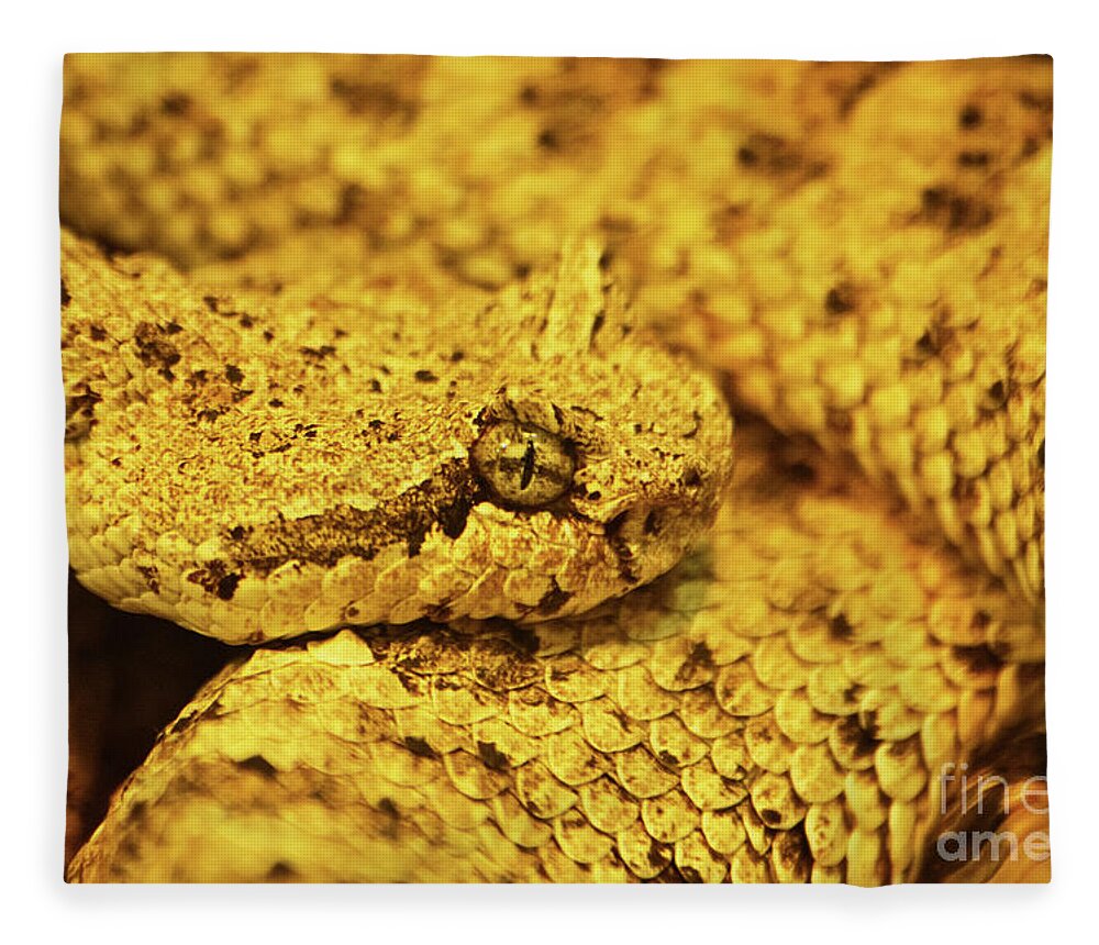 Sidewinder Fleece Blanket featuring the photograph Curled up sidewinder, Crotalus cerastes, venomous pitviper snake by Mendelex Photography