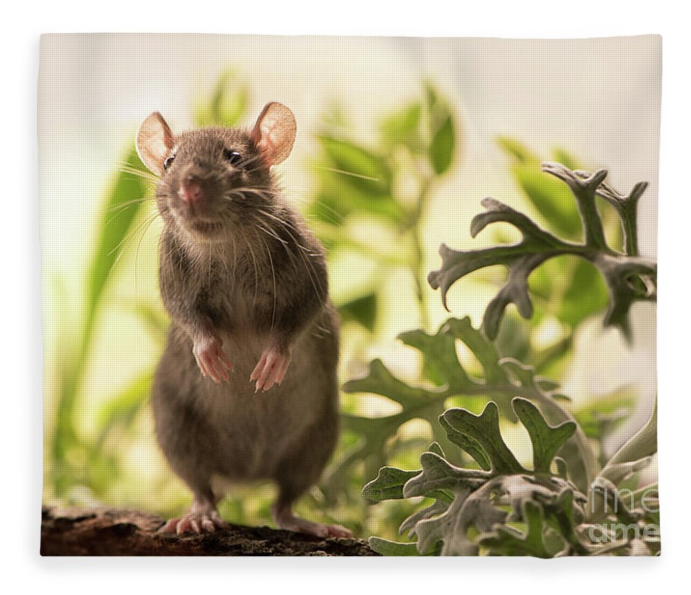 Rat Fleece Blanket featuring the photograph Cute Rat in the Garden by Naomi Maya