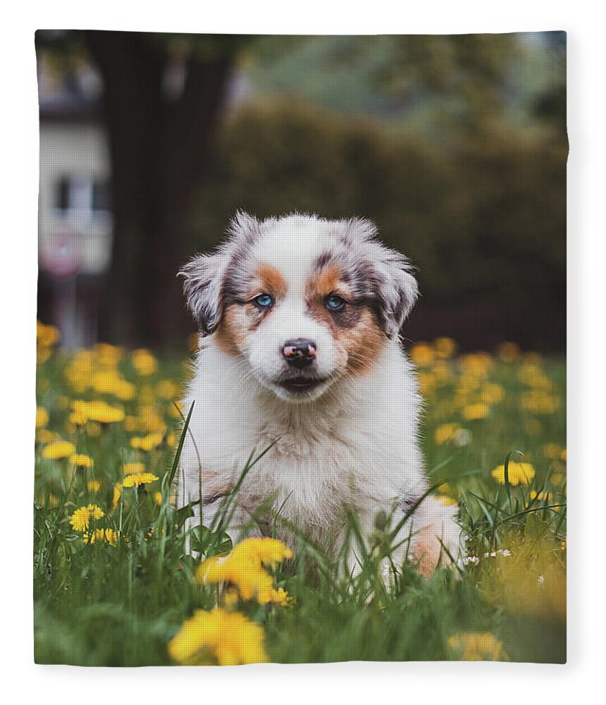 Blue Merle Fleece Blanket featuring the photograph Cutest puppy of the Canis lupus breed by Vaclav Sonnek
