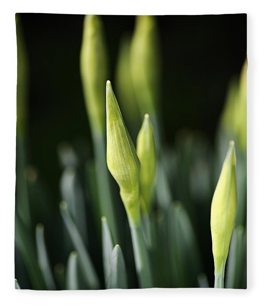 Daffodil Fleece Blanket featuring the photograph Daffodil Buds by Joy Watson