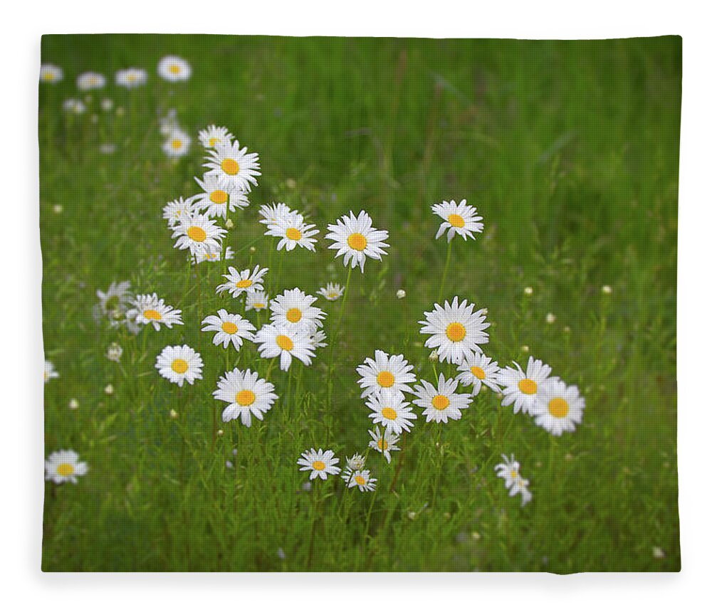 Daisy Fleece Blanket featuring the photograph Daisies by Loyd Towe Photography