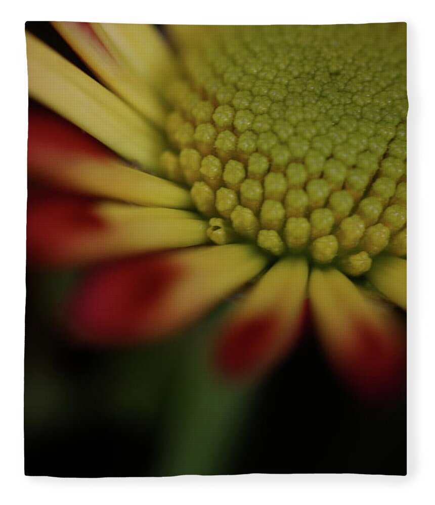Macro Fleece Blanket featuring the photograph Daisy 6016 by Julie Powell