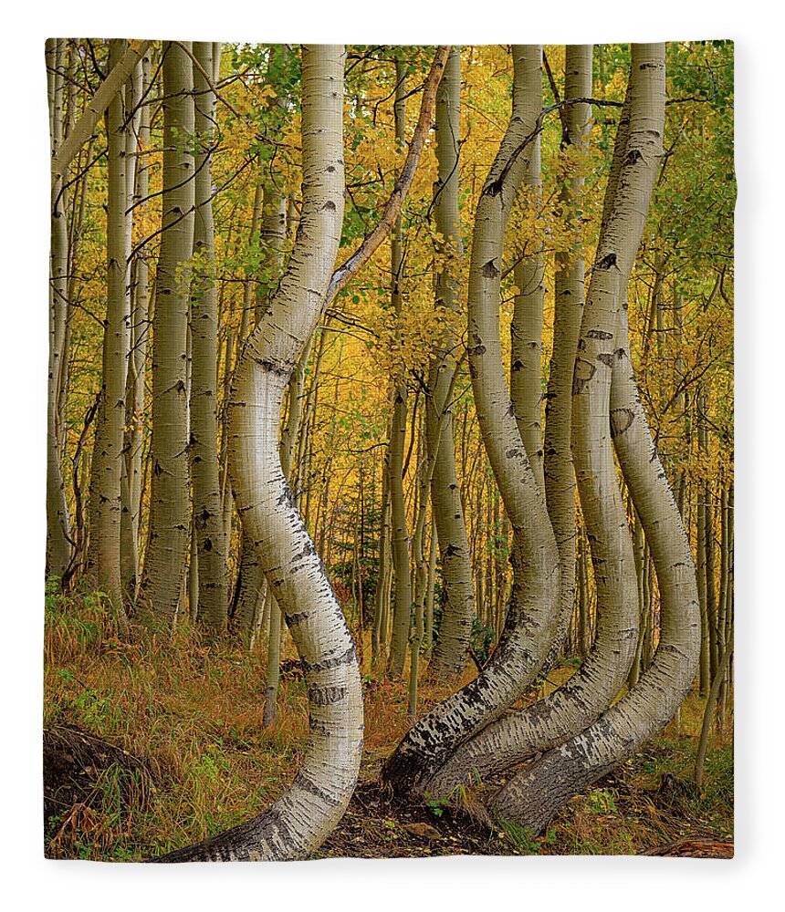 Colorado Fleece Blanket featuring the photograph Dancing Aspens by David Downs