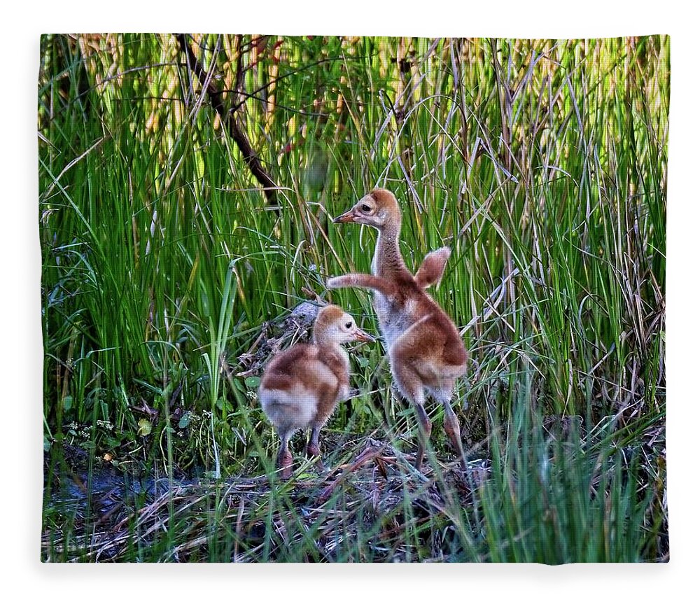 Animal Fleece Blanket featuring the photograph Dancing Sandhill Crane Colts by Ronald Lutz