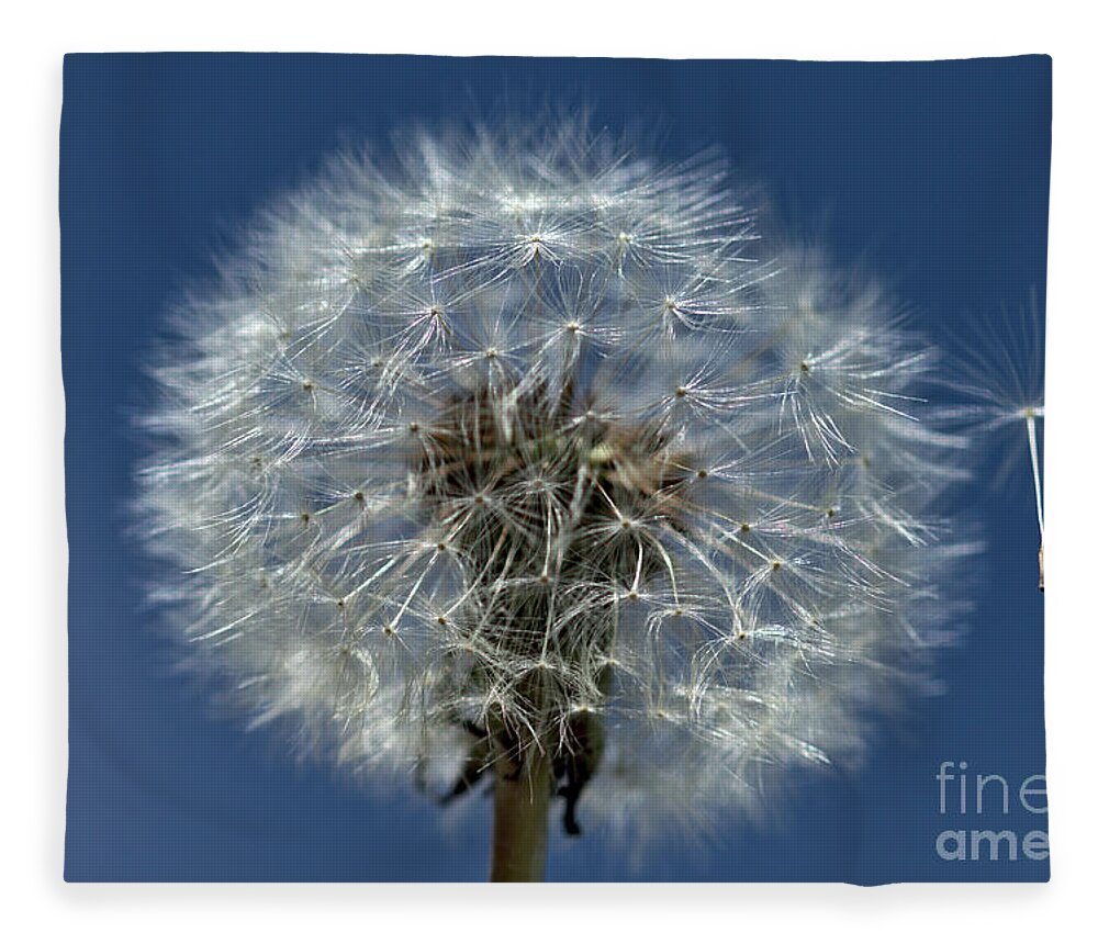 Dandelion Fleece Blanket featuring the photograph Dandelion Blowball by Stephen Melia