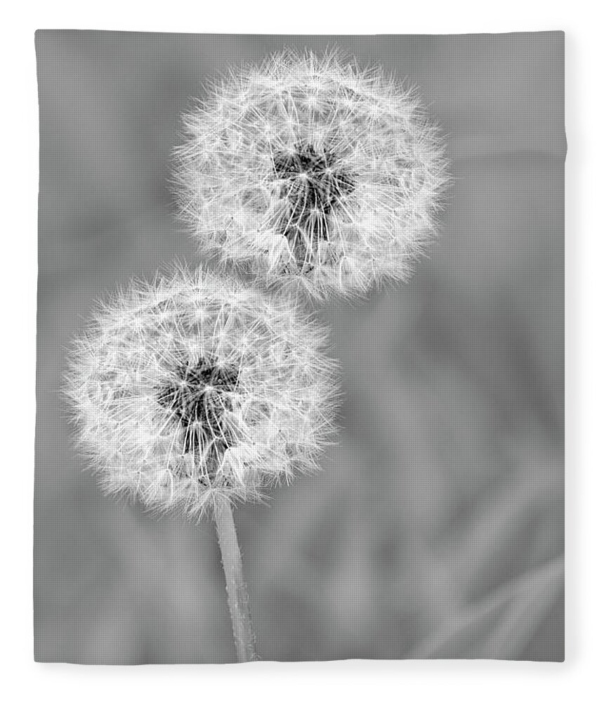 Dandelions Fleece Blanket featuring the photograph Dandelion Puffs Black And White by Christina Rollo