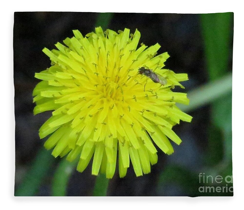 Dandelion Fleece Blanket featuring the photograph Dandy Lion by World Reflections By Sharon