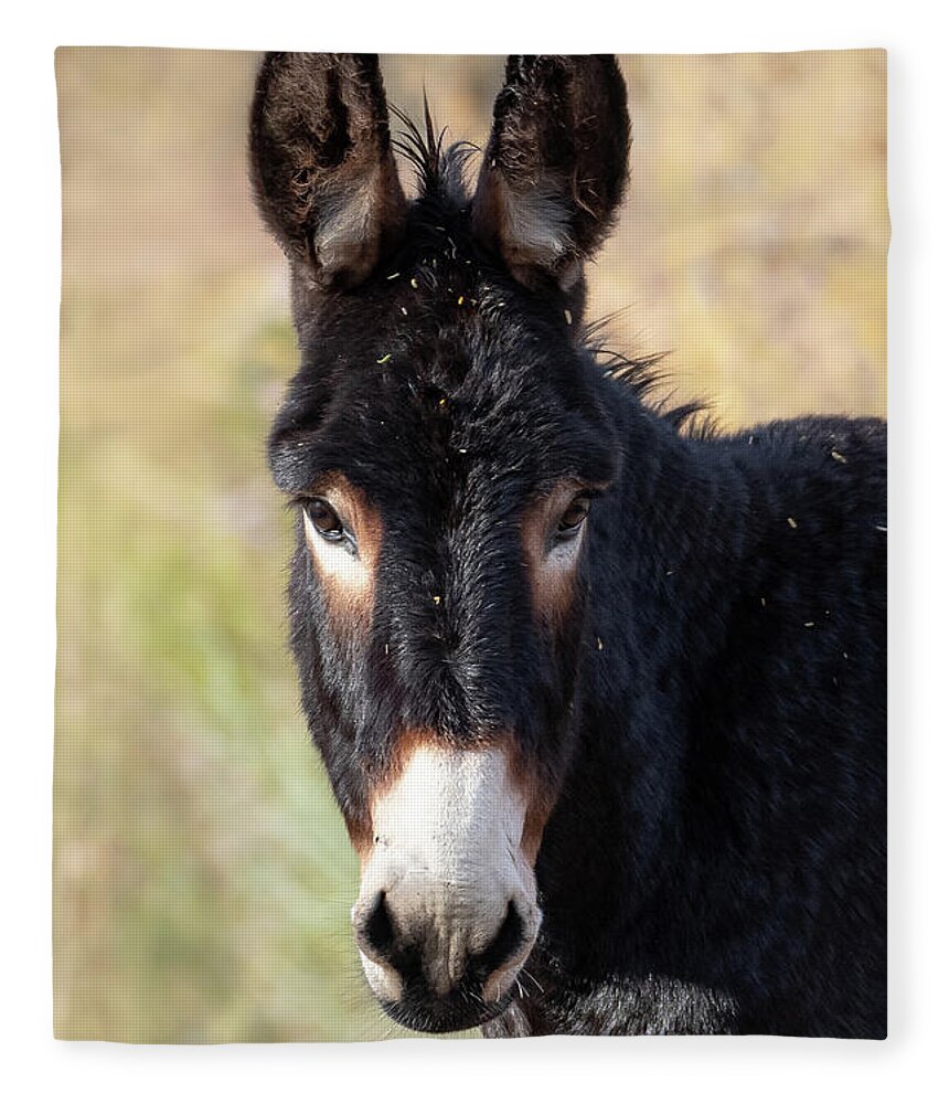 Wild Burro Fleece Blanket featuring the photograph Dark Chocolate by Mary Hone