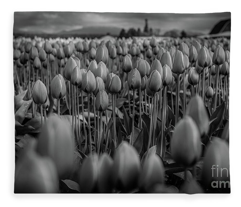 Tulips Fleece Blanket featuring the photograph Dark yet Beautiful by Dheeraj Mutha