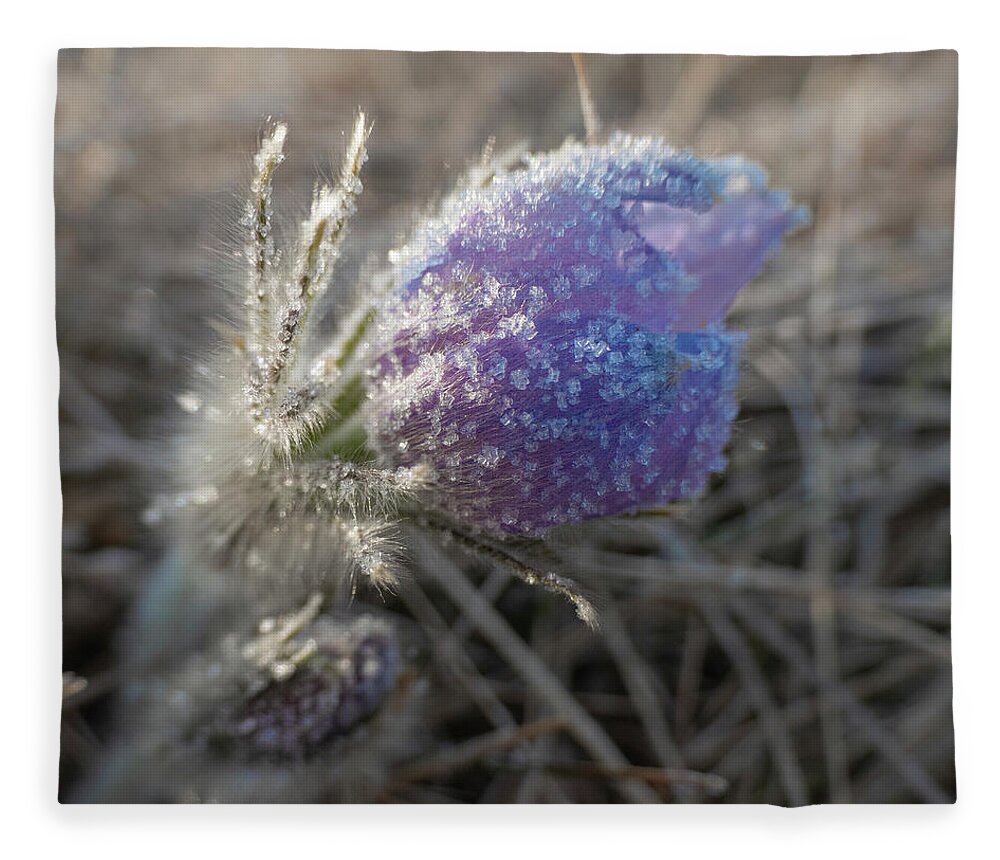 Frost Fleece Blanket featuring the photograph Dawn Frost On A Spring Crocus by Karen Rispin