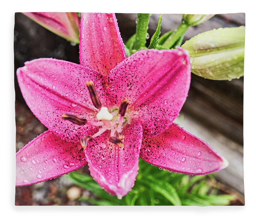 Flora Fleece Blanket featuring the photograph Day lily with water drops by Segura Shaw Photography