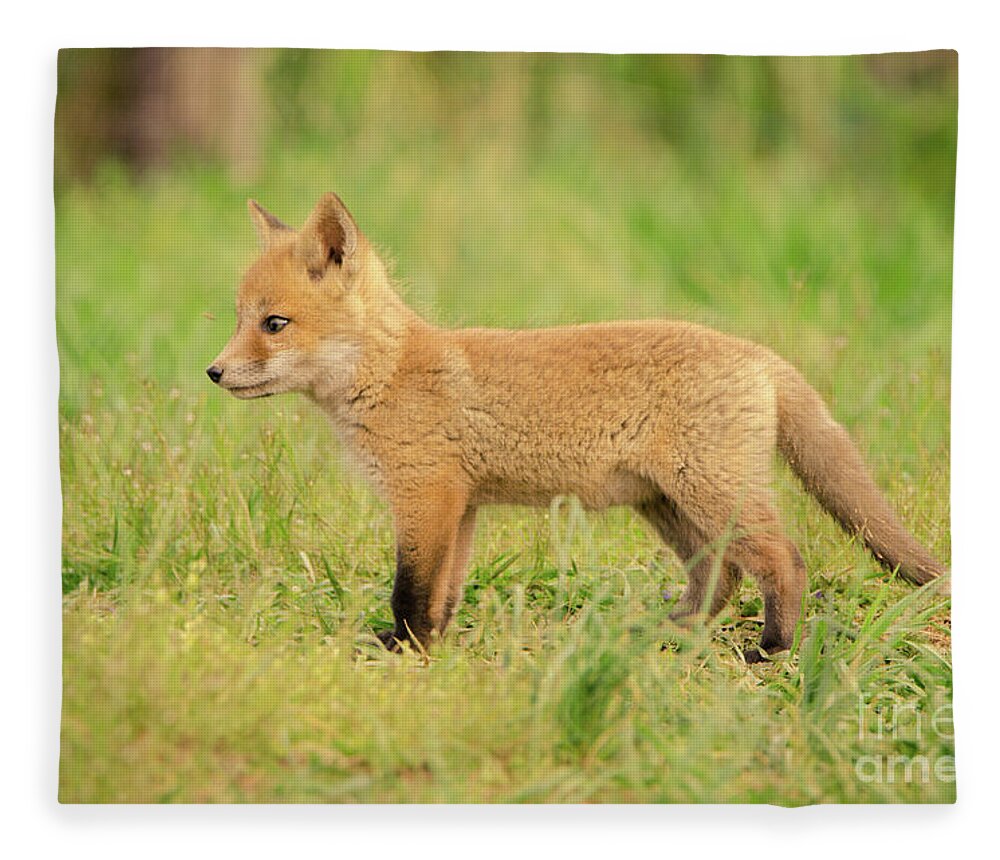 Daydreaming Baby Fox Pup Animal Wildlife Photograph Fleece Blanket by PIPA  Fine Art - Simply Solid - Pixels
