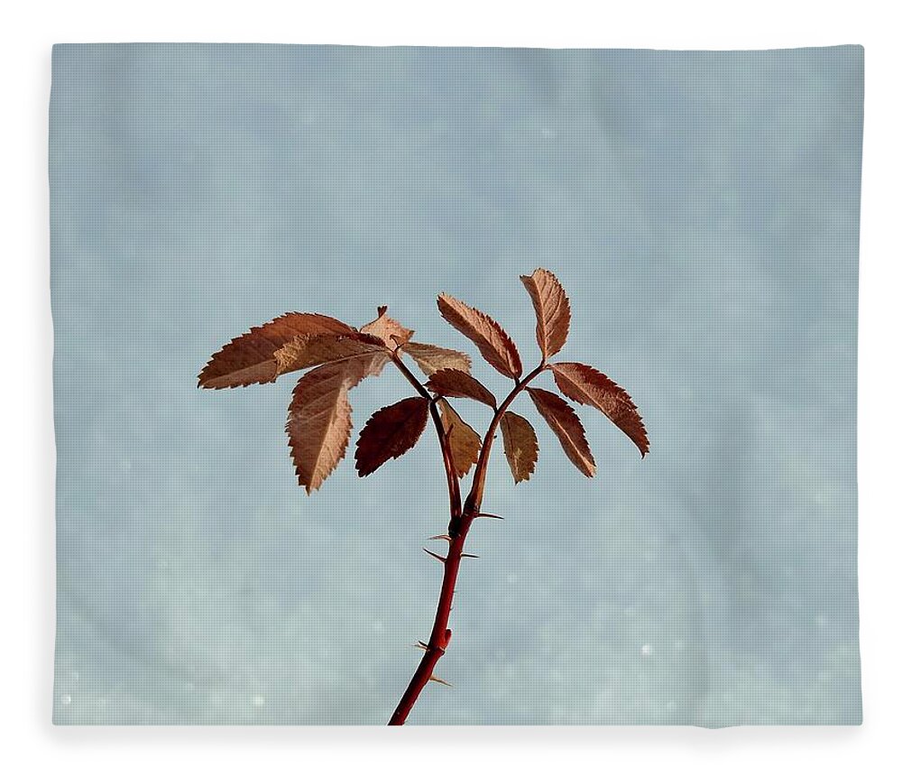  Fleece Blanket featuring the photograph December rose by Nicola Finch