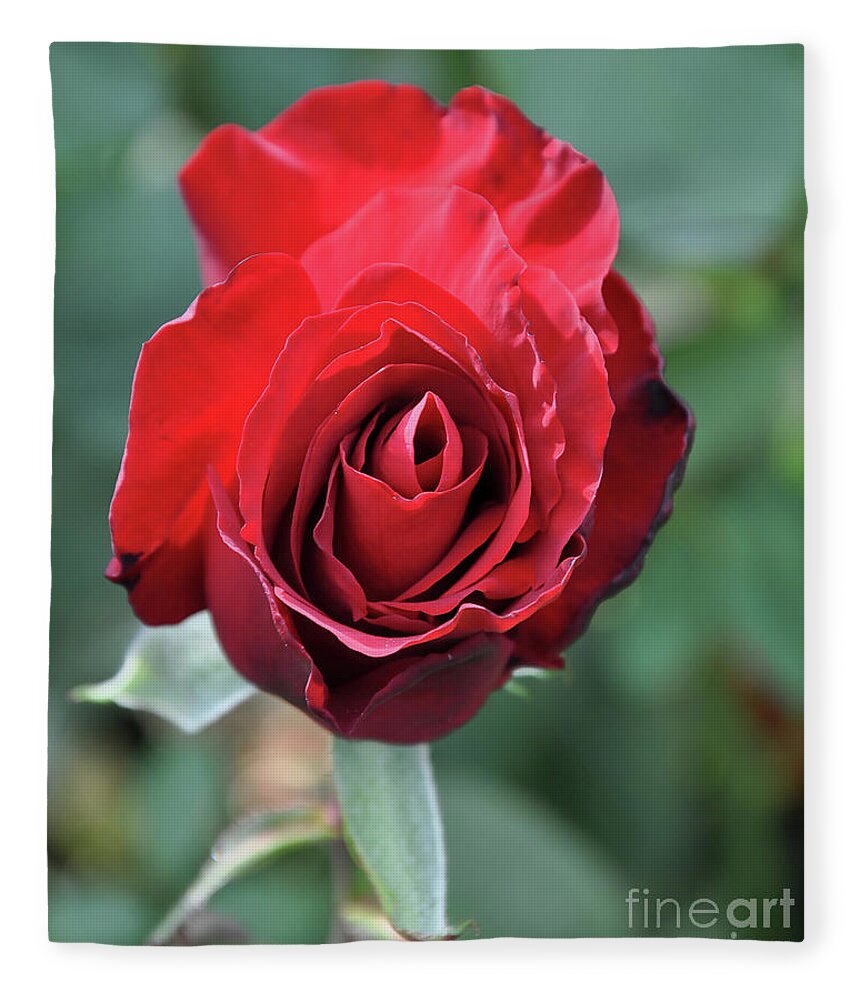 Red-rose Fleece Blanket featuring the digital art Deep Red Rose Bloom by Kirt Tisdale
