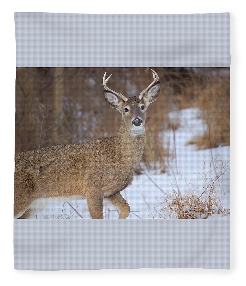 Deer Fleece Blanket featuring the photograph Deer in Winter by Nancy Ayanna Wyatt
