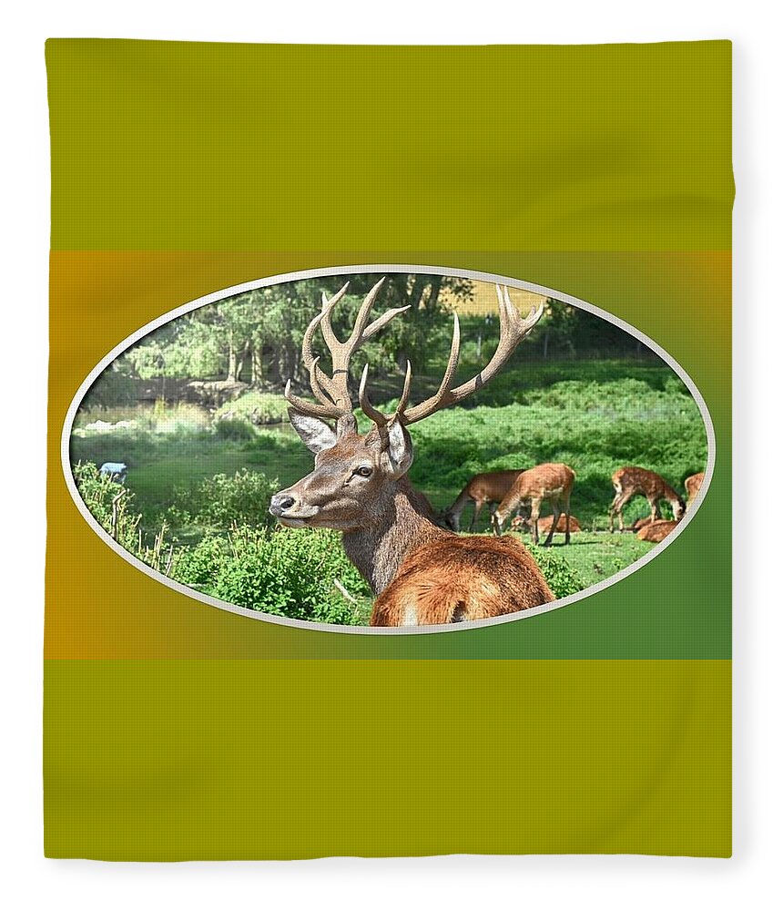 Deer Fleece Blanket featuring the photograph Deer with Antlers by Nancy Ayanna Wyatt