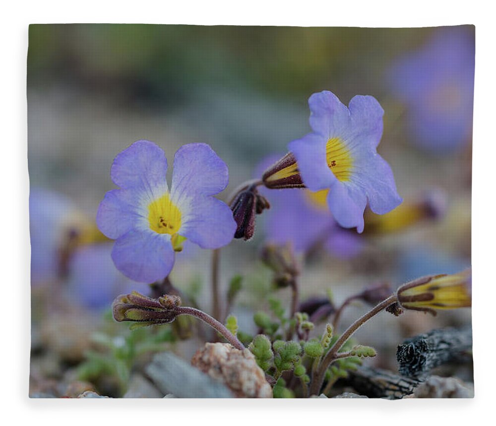 Fremont's Phacelia Fleece Blanket featuring the photograph Desert Life by Margaret Pitcher