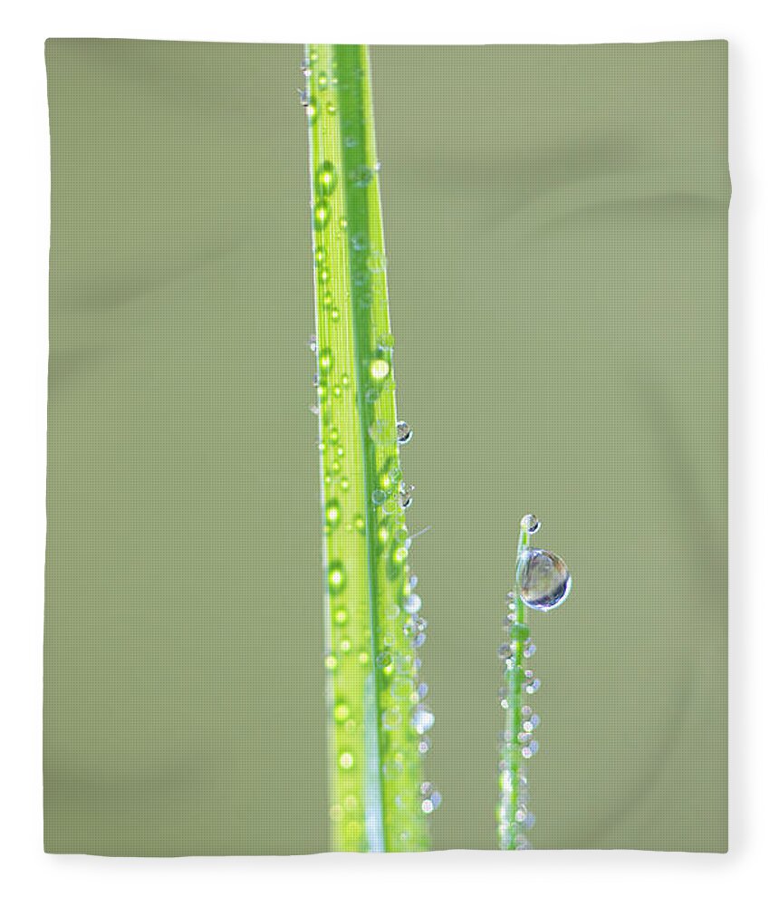 Dew Fleece Blanket featuring the photograph Dew Drop On Grass by Phil And Karen Rispin