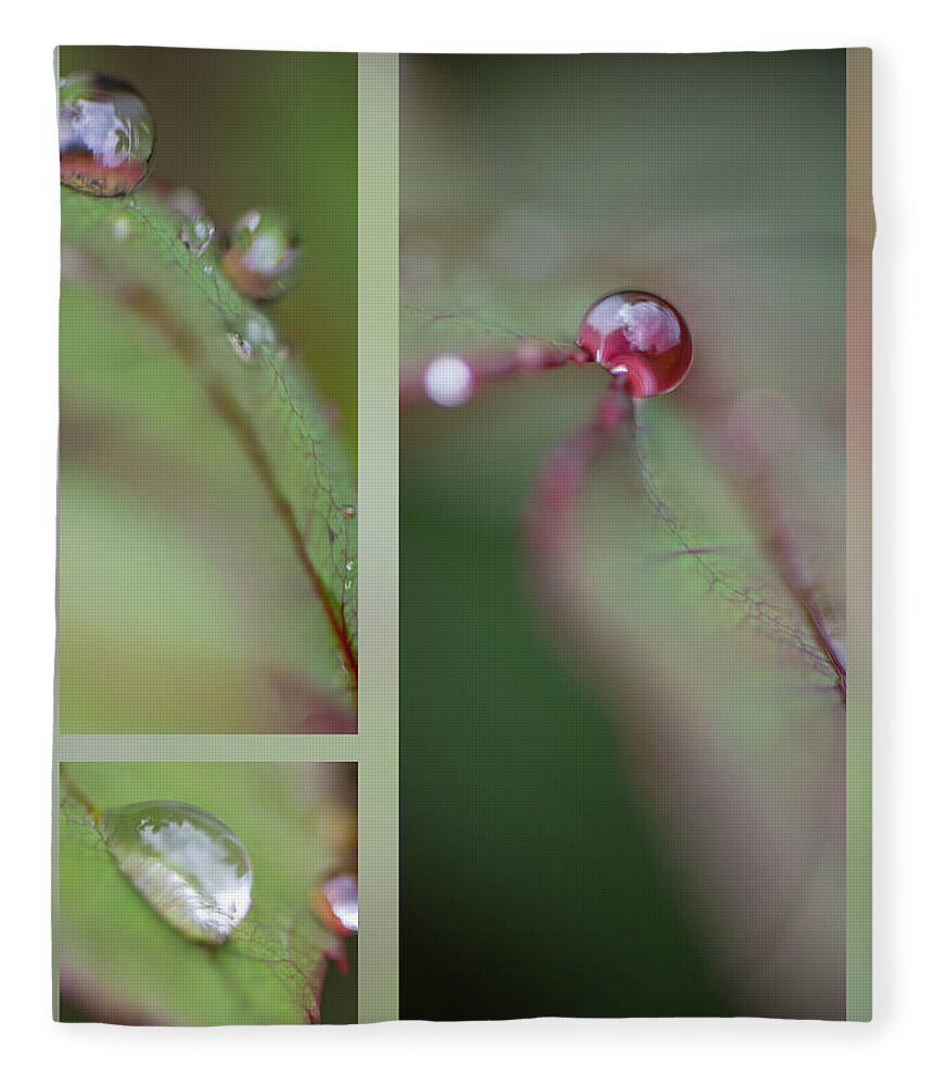 Macro Fleece Blanket featuring the photograph Dew on rose leaf by Phil And Karen Rispin