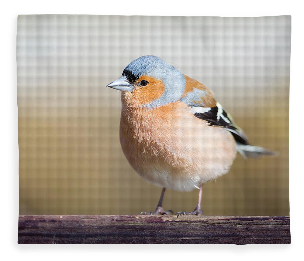 Chaffinch Fleece Blanket featuring the photograph Did someone say cake? by Anita Nicholson