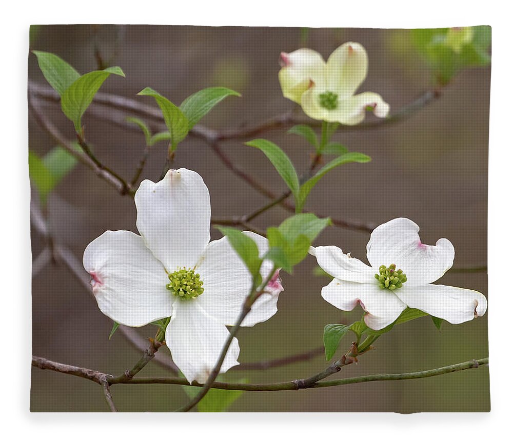 Dogwood Fleece Blanket featuring the photograph Dogwood In Spring #3 by Mindy Musick King
