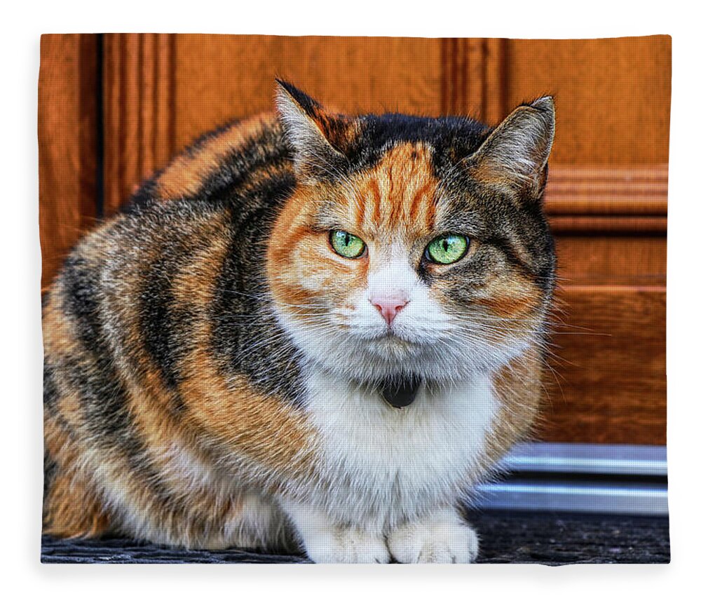 Domestic angry cat sitting in front of entry door. Kitten is pissed off.  Colourful Felis catus waiting on open door. Angry cat face. Green eye. Cat  has small bell around neck Fleece