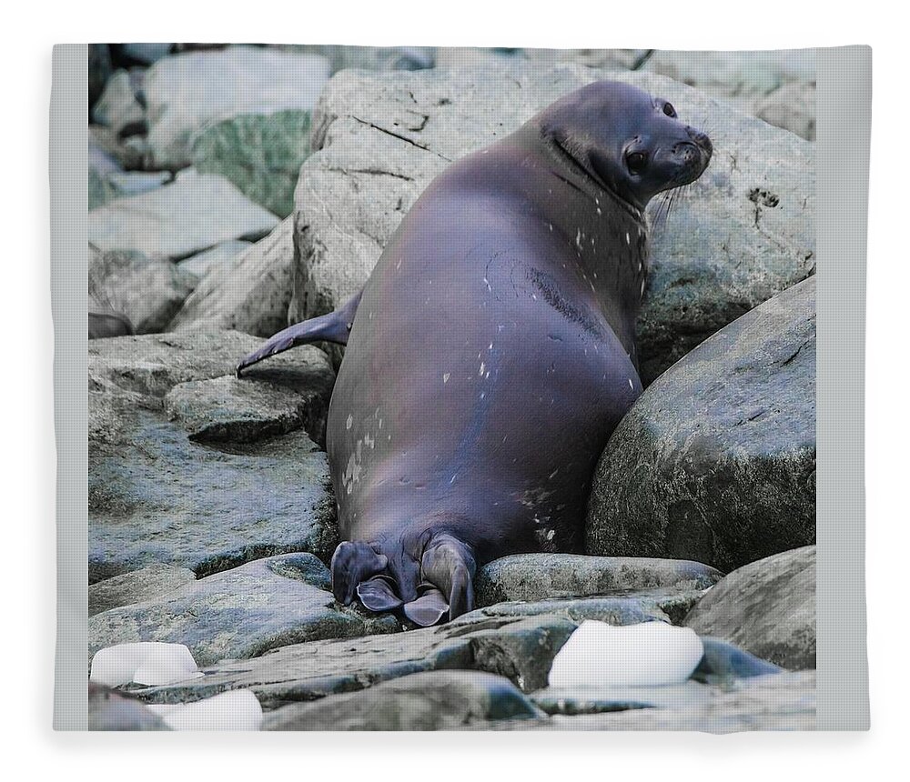 03feb20 Fleece Blanket featuring the photograph Don't Look Back - Leopard Seal by Jeff at JSJ Photography