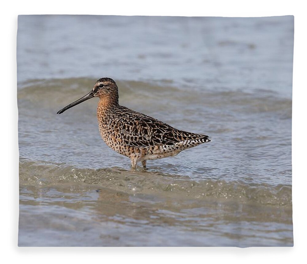 Dowitcher Fleece Blanket featuring the photograph Dowitcher by Mingming Jiang