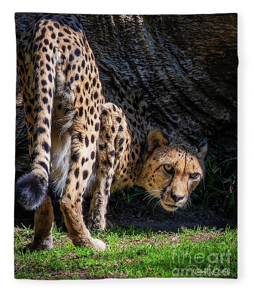 Animals Fleece Blanket featuring the photograph Down-low Cheetah by David Levin