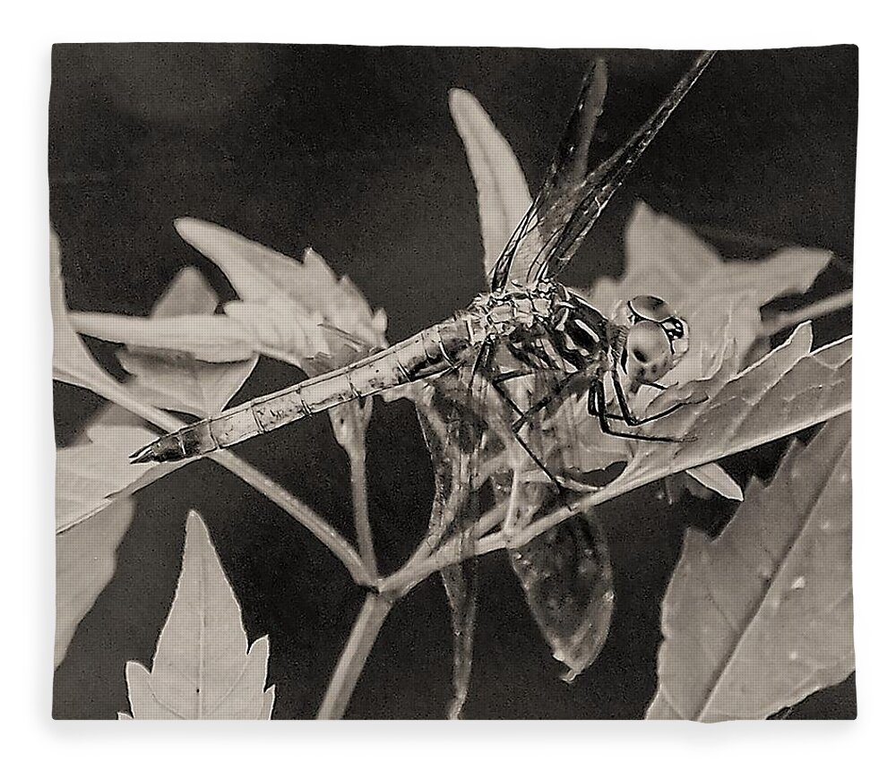 Dragon Fly Leaves Close Black White Fleece Blanket featuring the photograph Dragon Fly by John Linnemeyer