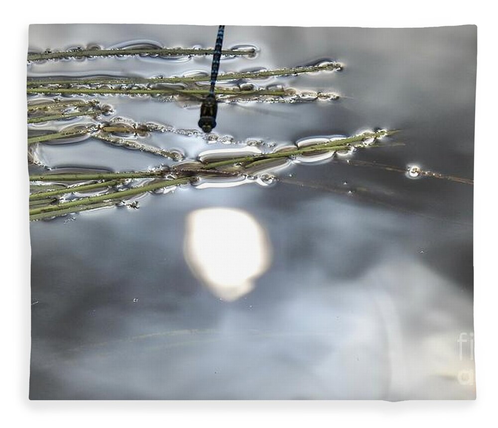 Sun Reflected Fleece Blanket featuring the photograph Dragonfly talks to the Sun by Nicola Finch