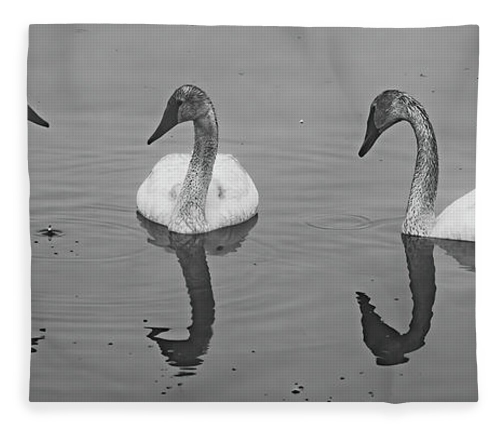 #yellowstone #swans #trumpeter #blackandwhite #bw #birds #water Fleece Blanket featuring the photograph Drop Something? by Patrick Nowotny