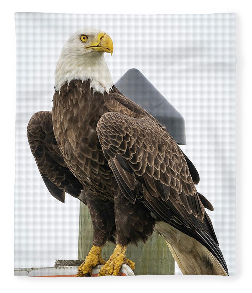 Eagle Fleece Blanket featuring the photograph Eagle Perched on Sign by Tom Claud