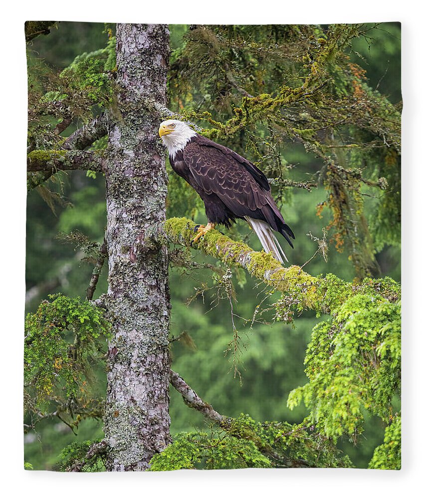 Eagle Fleece Blanket featuring the photograph Eagle Tree by Michael Rauwolf