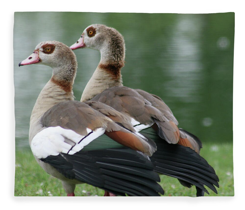 Laurie Lago Rispoli Fleece Blanket featuring the photograph Egyptian Geese by Laurie Lago Rispoli