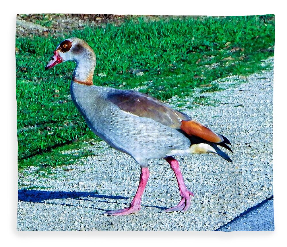 Bird Fleece Blanket featuring the photograph Egyptian Goose Walk by Andrew Lawrence