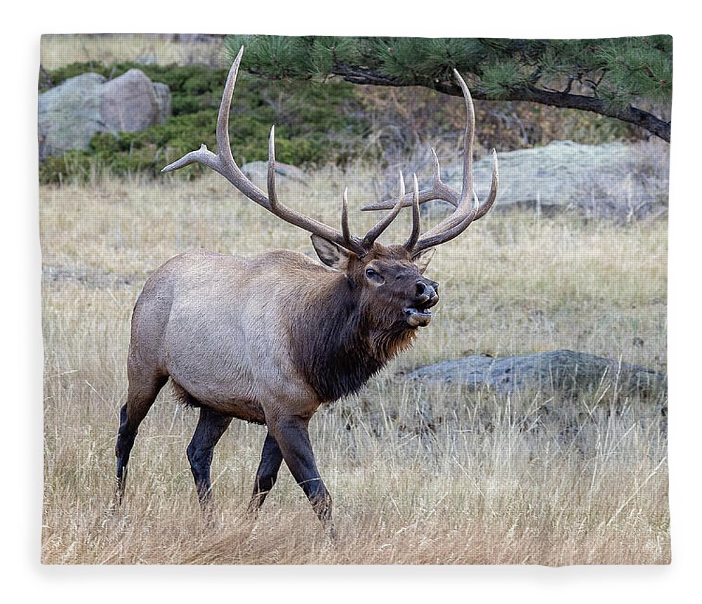Elk Fleece Blanket featuring the photograph Elk Bull Calling to the Cows by Tony Hake