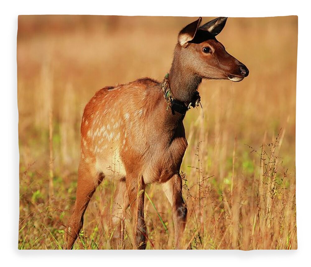 Elk Calf Fleece Blanket featuring the photograph Elk Calf All Aglow in Light by Carol Montoya