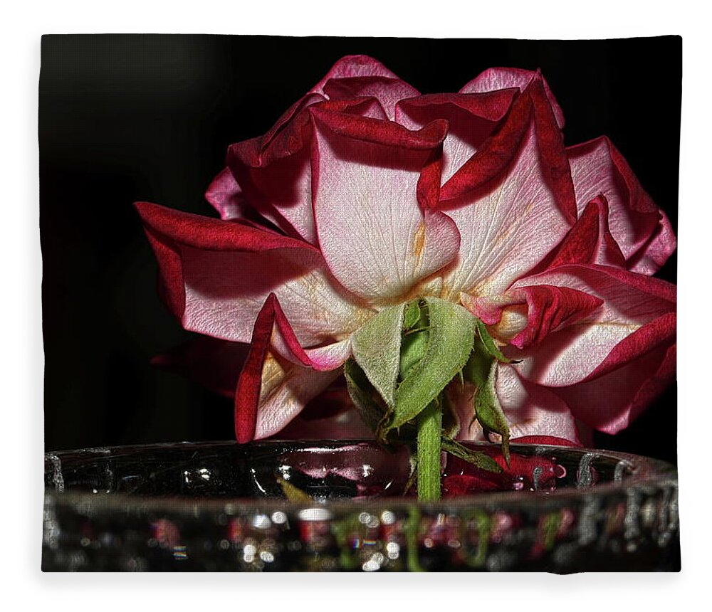 Rose Fleece Blanket featuring the photograph Embossed Rose in A Vase by Mingming Jiang