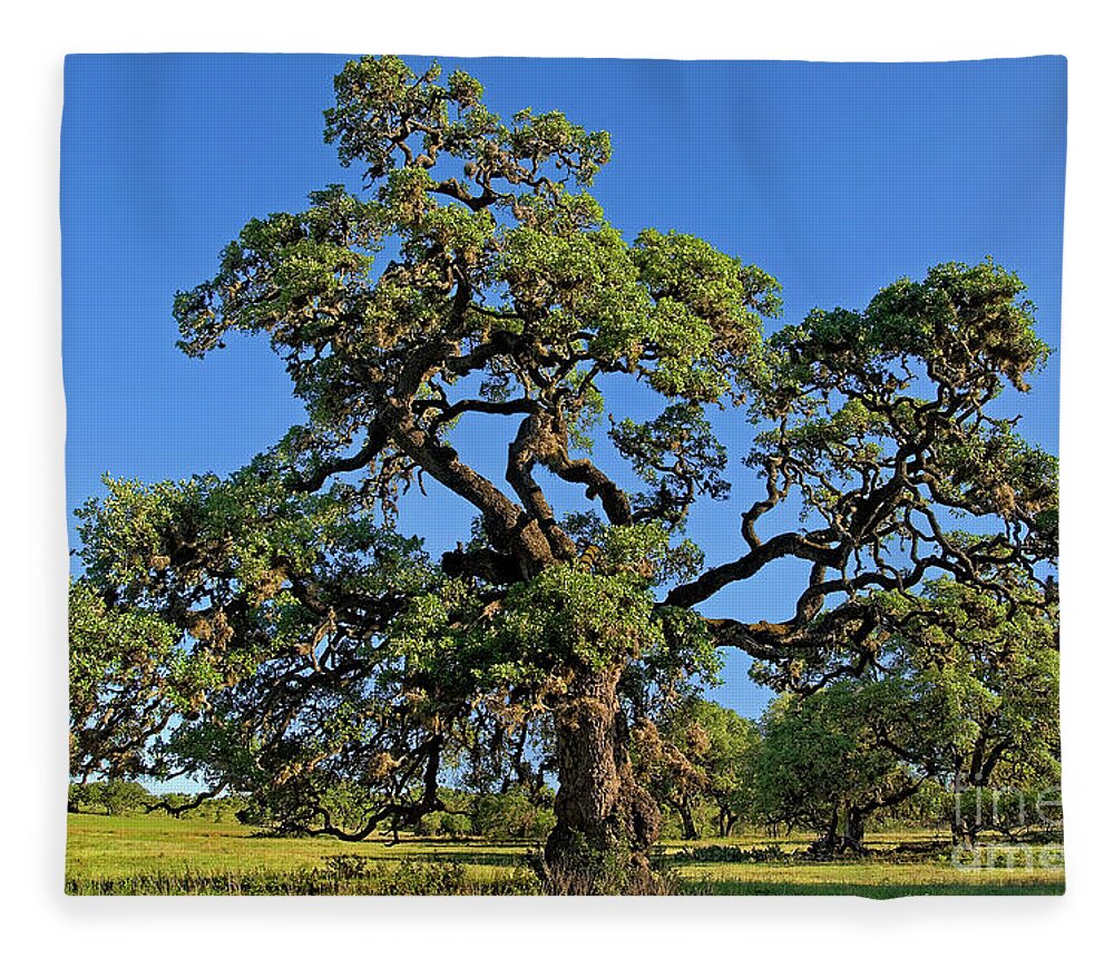 Dave Welling Fleece Blanket featuring the photograph Escarpment Oak Quercus Fusiformis Hill Country Texas by Dave Welling