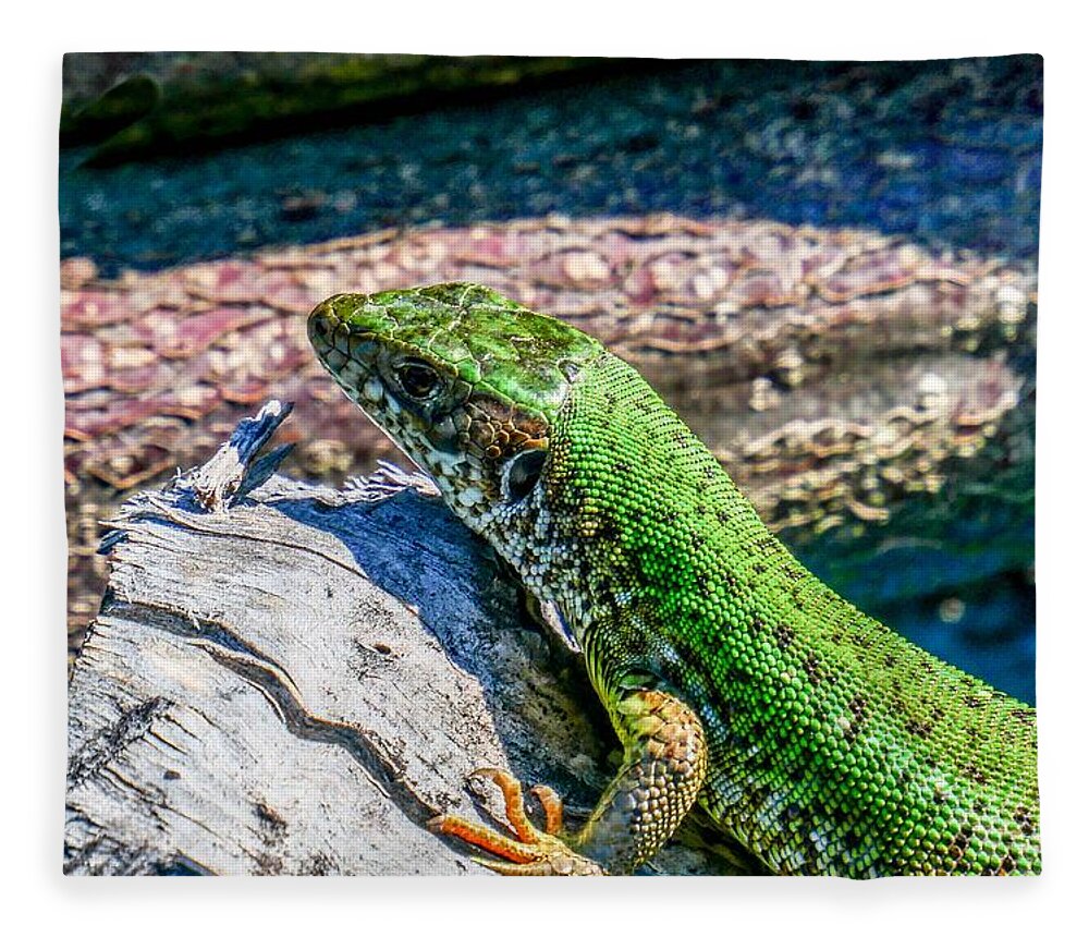 Szeplaky Fleece Blanket featuring the photograph European green lizard by Pal Szeplaky