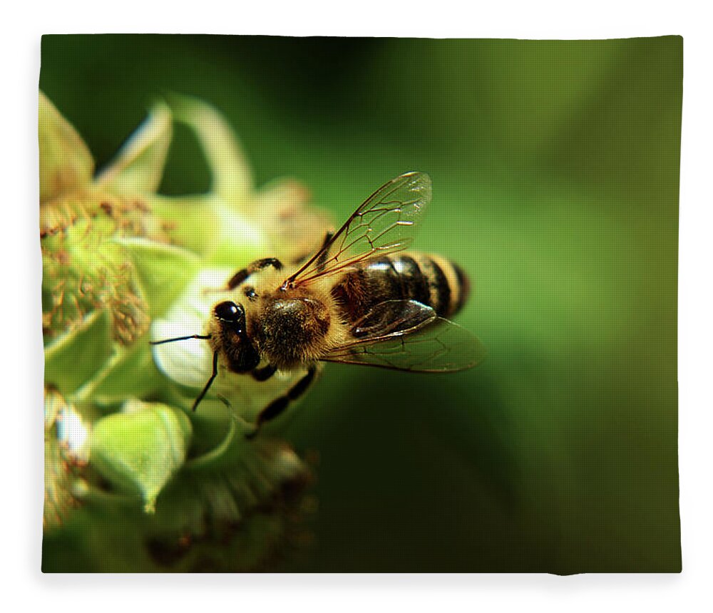 Western Honey Bee Fleece Blanket featuring the photograph European honey bee, Apis mellifera, pollinating bloom of raspberry in springtime. Also we can see a limpid wings by Vaclav Sonnek