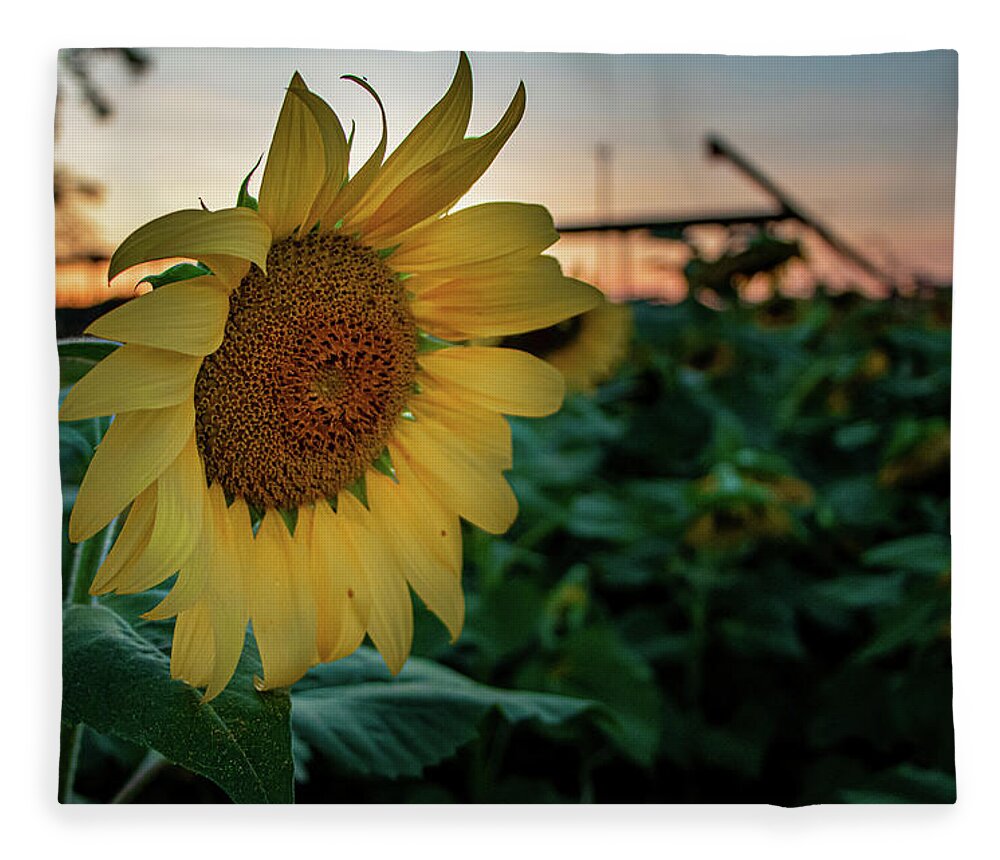 Landscape Fleece Blanket featuring the photograph Evening Flower by Jamie Tyler