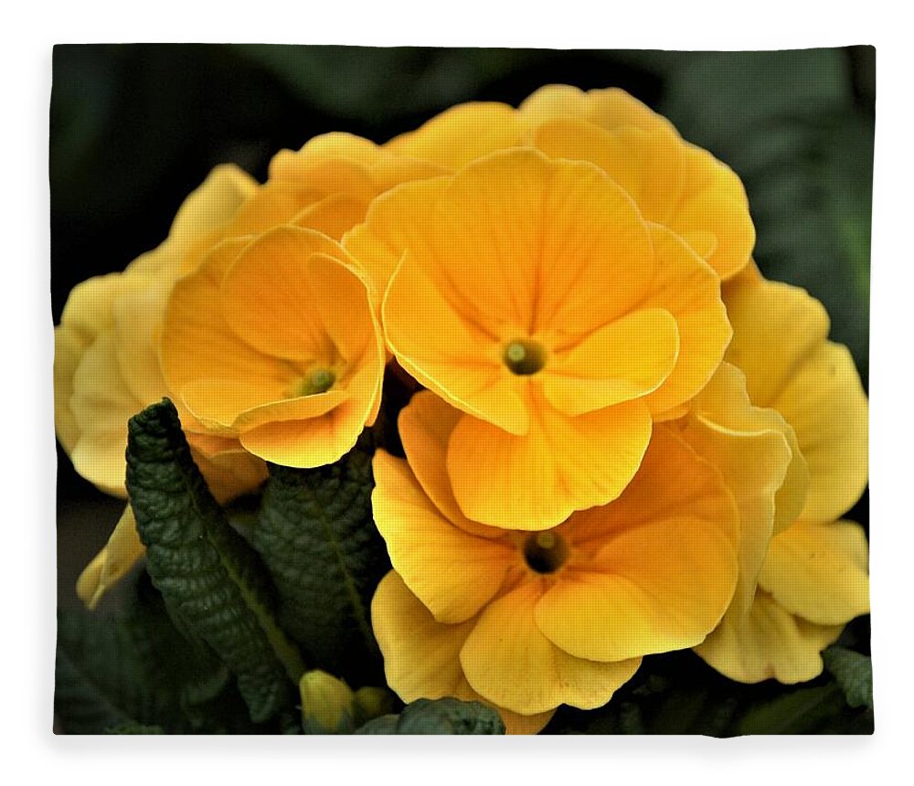 Evening Primrose Fleece Blanket featuring the photograph Evening Primrose, Gold by Nancy Ayanna Wyatt