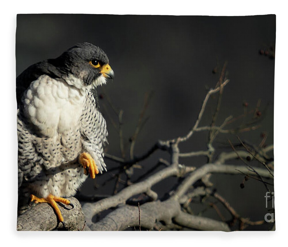 Falcon Fleece Blanket featuring the photograph Eye of Steel by Alyssa Tumale